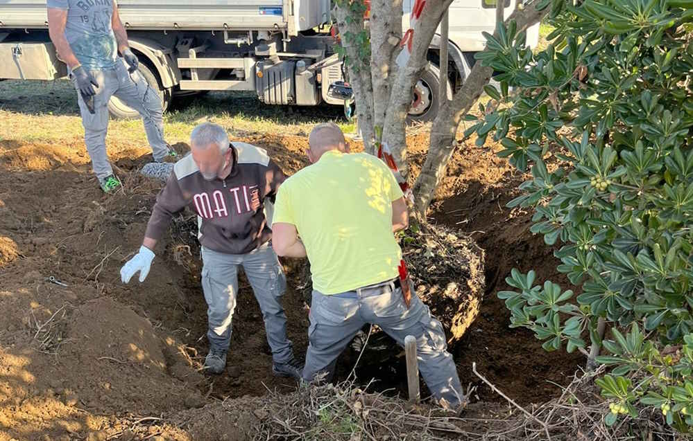 Nuovo impianto sportivo di via S. Marino, in corso il trasferimento degli alberelli