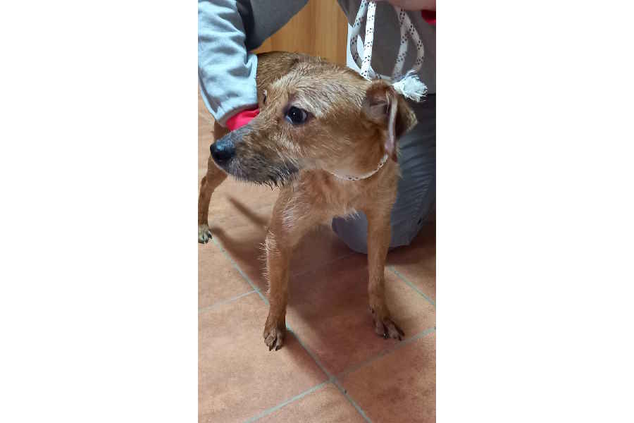 Trovato a Rosignano Marittimo un cane vagante di taglia medio piccola